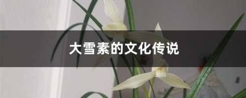 大雪素的文化传说