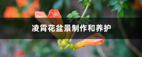 凌霄花盆景制作和养护