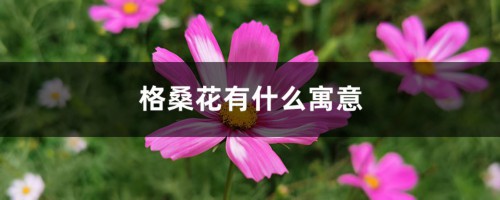 格桑花有什么寓意