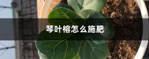 琴叶榕怎么施肥