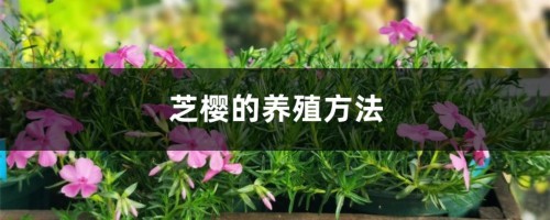 芝樱的养殖方法